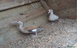 Ducks poultry for sale: orange ringed teal ducks  - Image 5