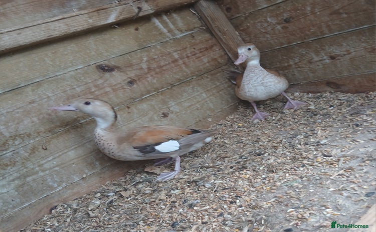 Ducks poultry - Advert 2