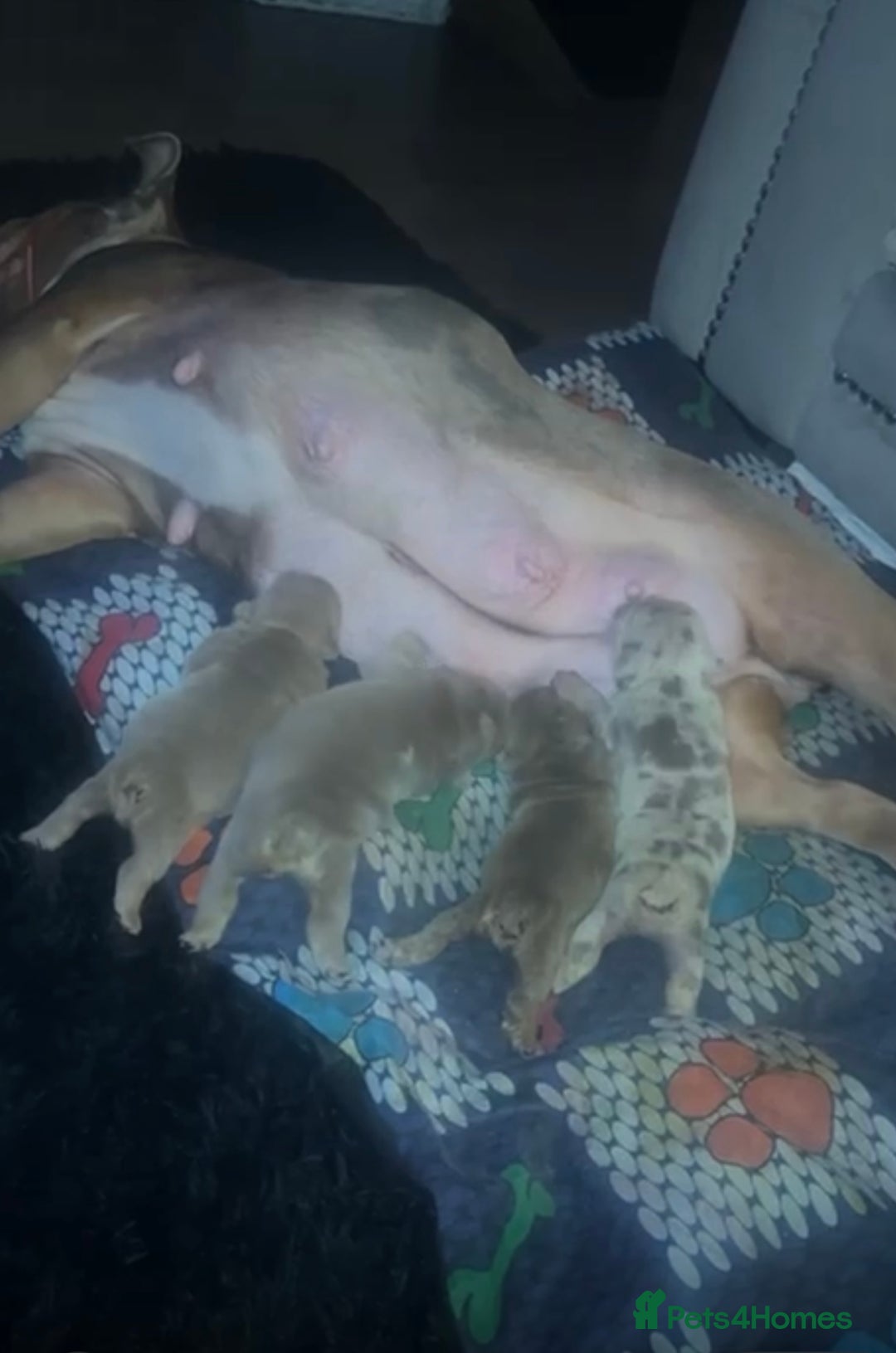 English Bulldog dogs for sale:  🔥TOP BLOOD LINES 🔥 ENGLISH BULLDOGS  - Advert 11