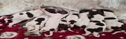 English Springer Spaniel dogs for sale: KC registered English Springer Spaniels - Advert 3