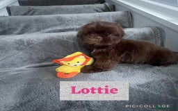 Shih Tzu dogs for sale: Imperial shih tzu pups  - Image 5