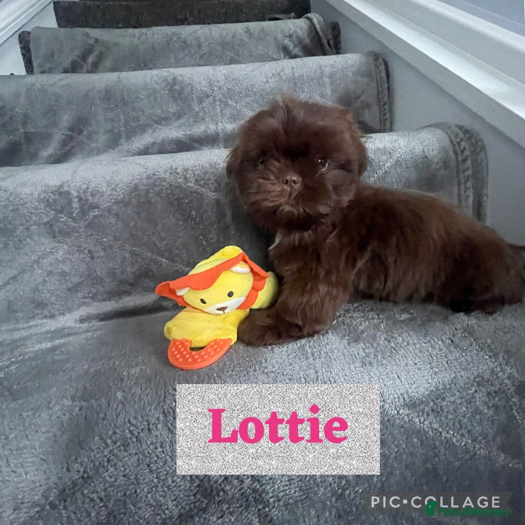 Shih Tzu dogs for sale: Imperial shih tzu pups  - Image 5
