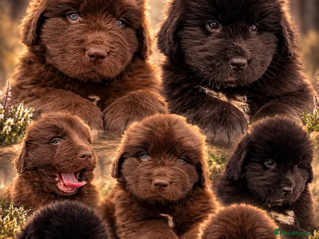 Newfoundland dogs for sale: Beautiful kc health tested Newfoundland puppies - Advert 1