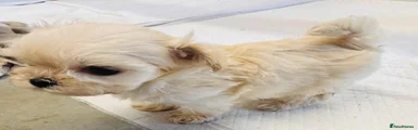 Maltipoo 3