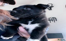 Mixed Breed dogs for sale: beautiful German shepherd x border collie puppies  - Image 1