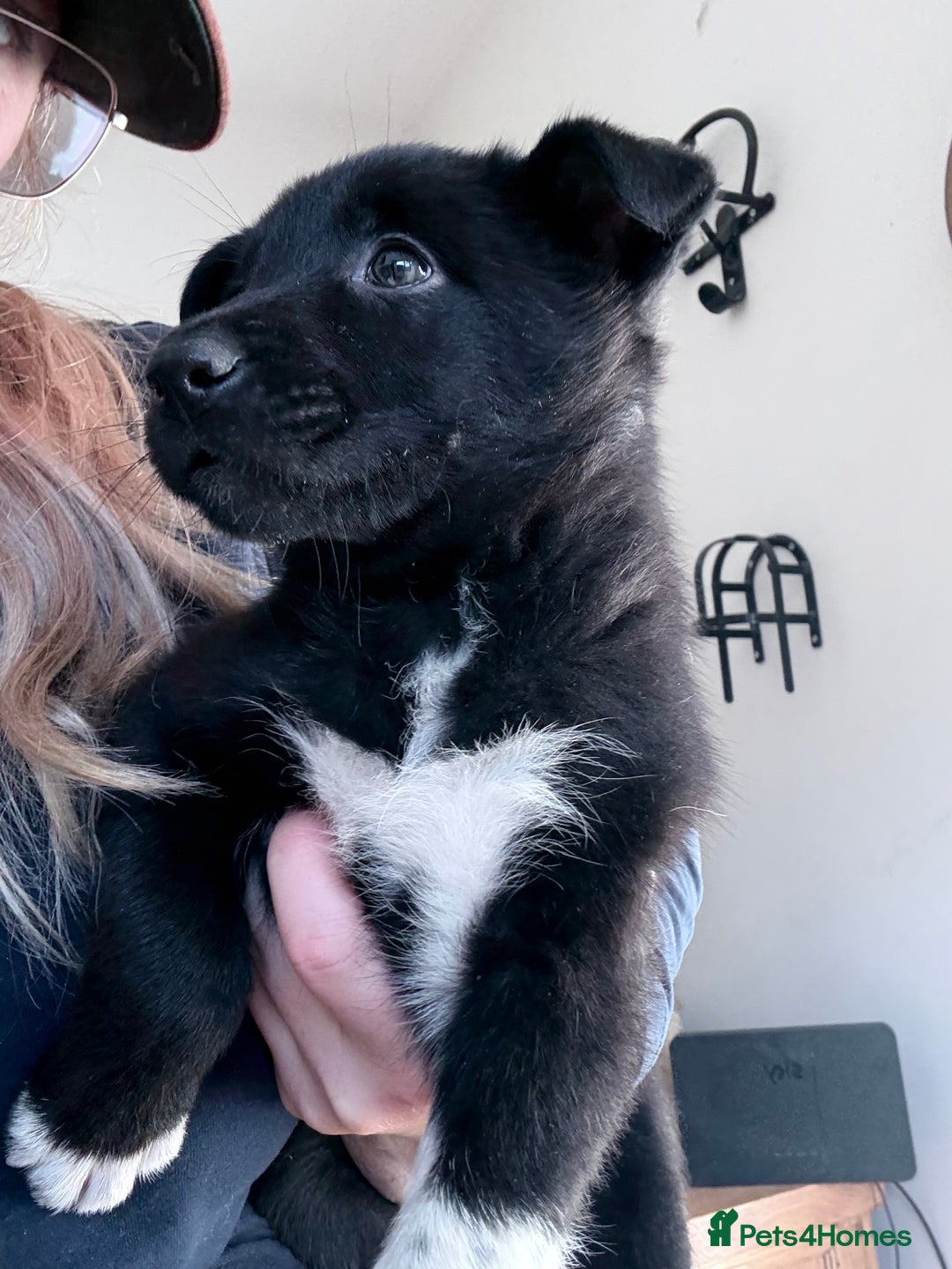 Mixed Breed dogs for sale: beautiful German shepherd x border collie puppies  - Image 1