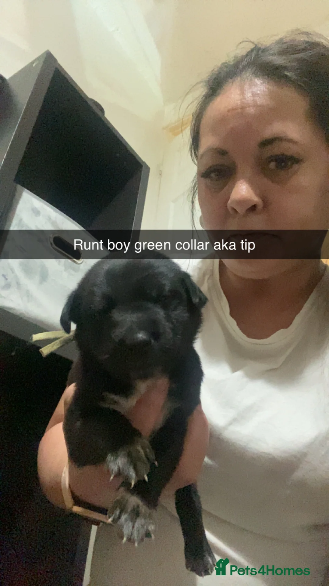 Mixed Breed dogs for sale: Whippet bull malinois X Malinois  - Advert 7