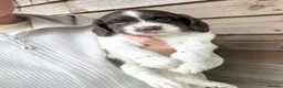 Mixed Breed dogs for sale: Sproodle puppies for sale  - Advert 1