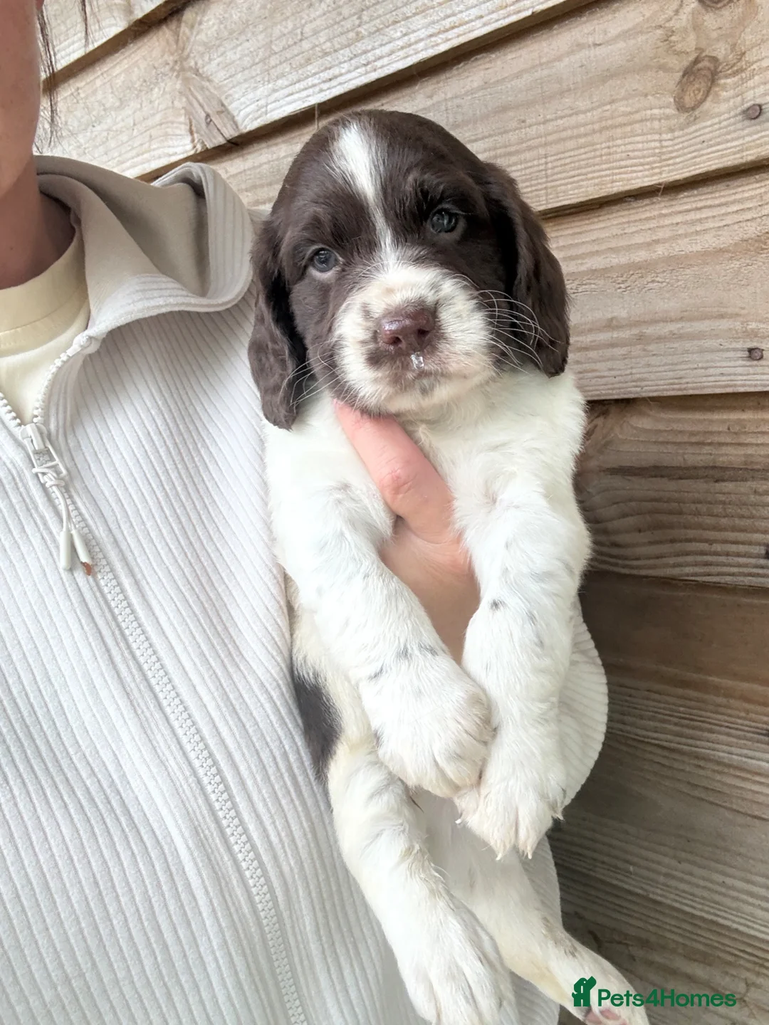 Mixed Breed dogs for sale: Sproodle puppies for sale  - Advert 1