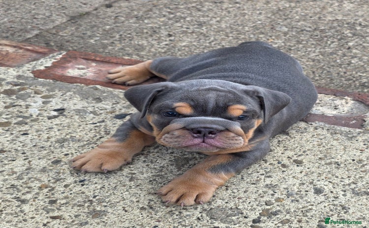 English Bulldog dogs - Advert 11