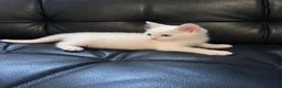 Ragdoll cats for sale: Ragdoll crossed short hair kittens - Advert 8