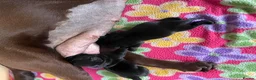Labrador Retriever dogs for sale: KC registered black Labrador puppies  in Mansfield - Advert 3