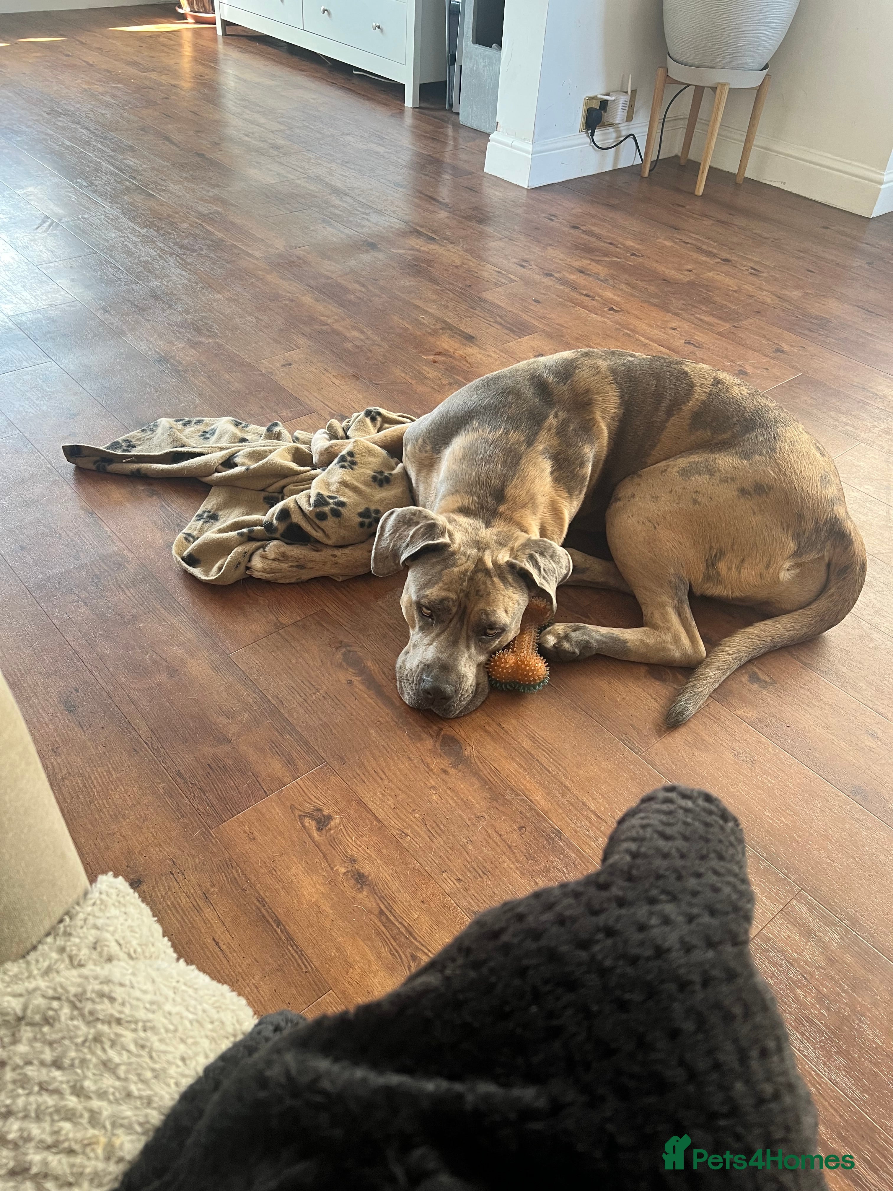 Mixed Breed dogs Lilly looking for a forever home  - Advert 1