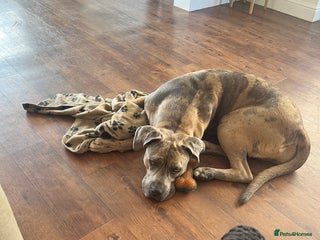 Mixed Breed dogs Lilly looking for a forever home - Advert 13