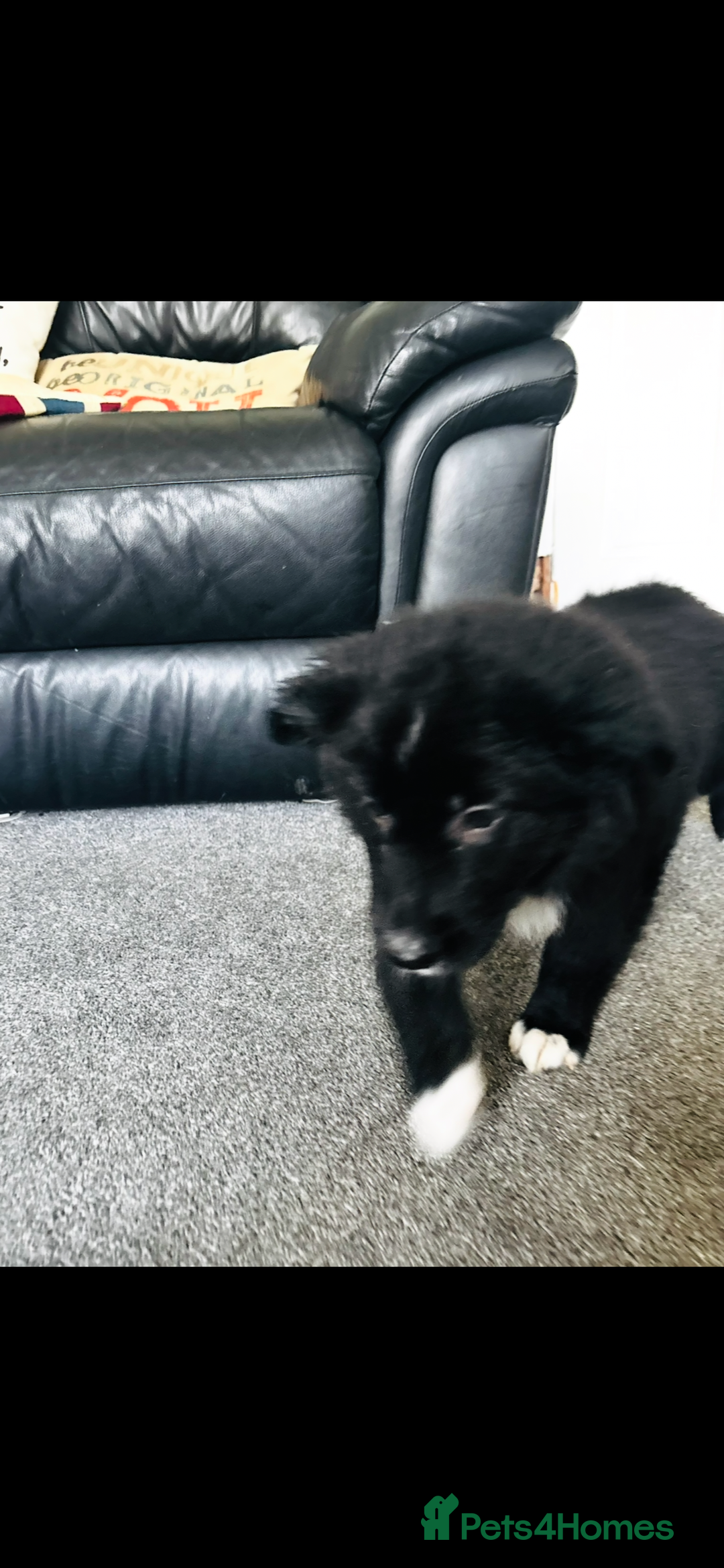 Mixed Breed dogs for sale: 🐾 Beautiful Shollie Pups - Ready Now 🐾 - Advert 12