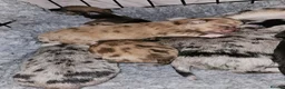 Chihuahua dogs for sale: 2 long coated chihuahua pups  - Advert 9