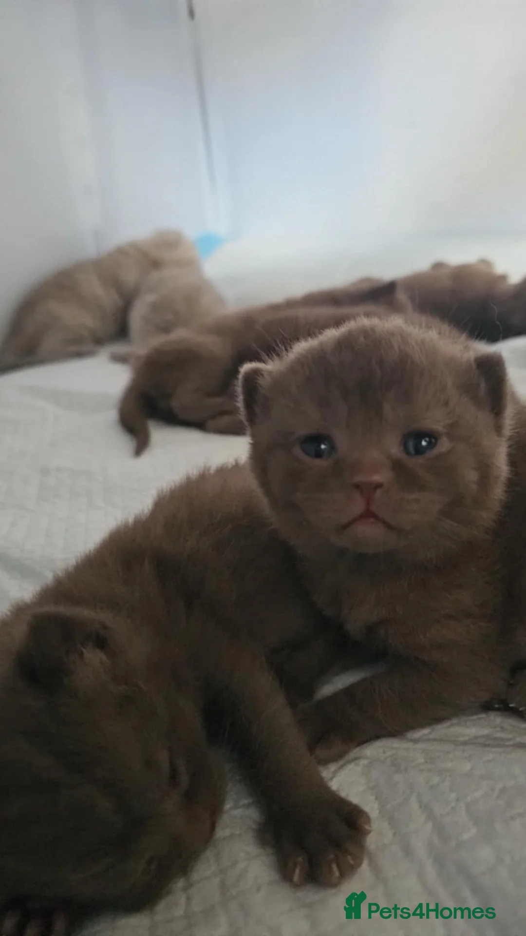 British Shorthair cats for sale: ✨ Stunning British Shorthair Kittens Available ✨ - Advert 15
