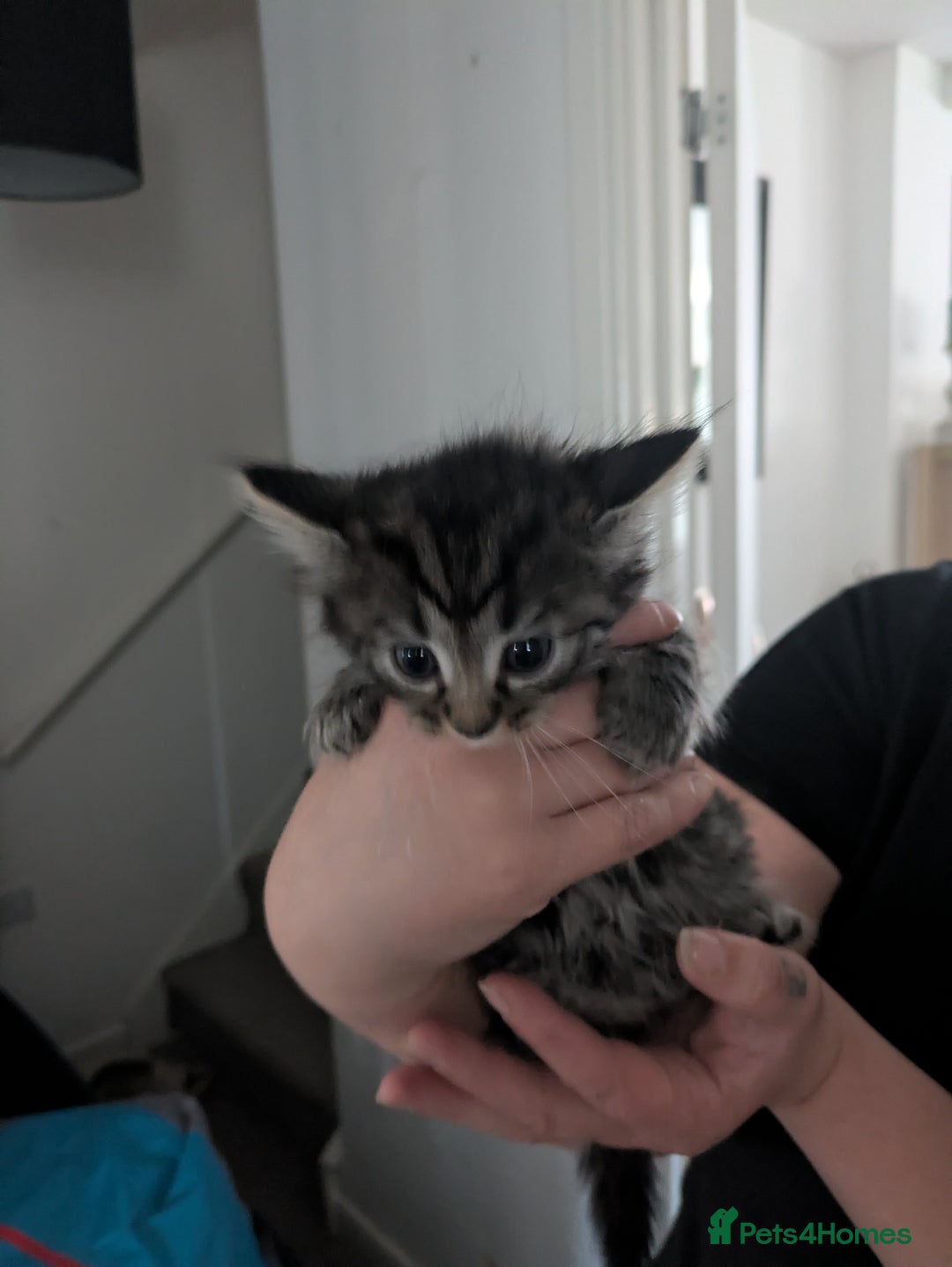 Mixed Breed cats for sale: Adorable kittens looking for a forever home - Image 9