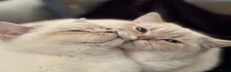 British Shorthair cats for sale: Pedigree British Shorthair Twins - Advert 6