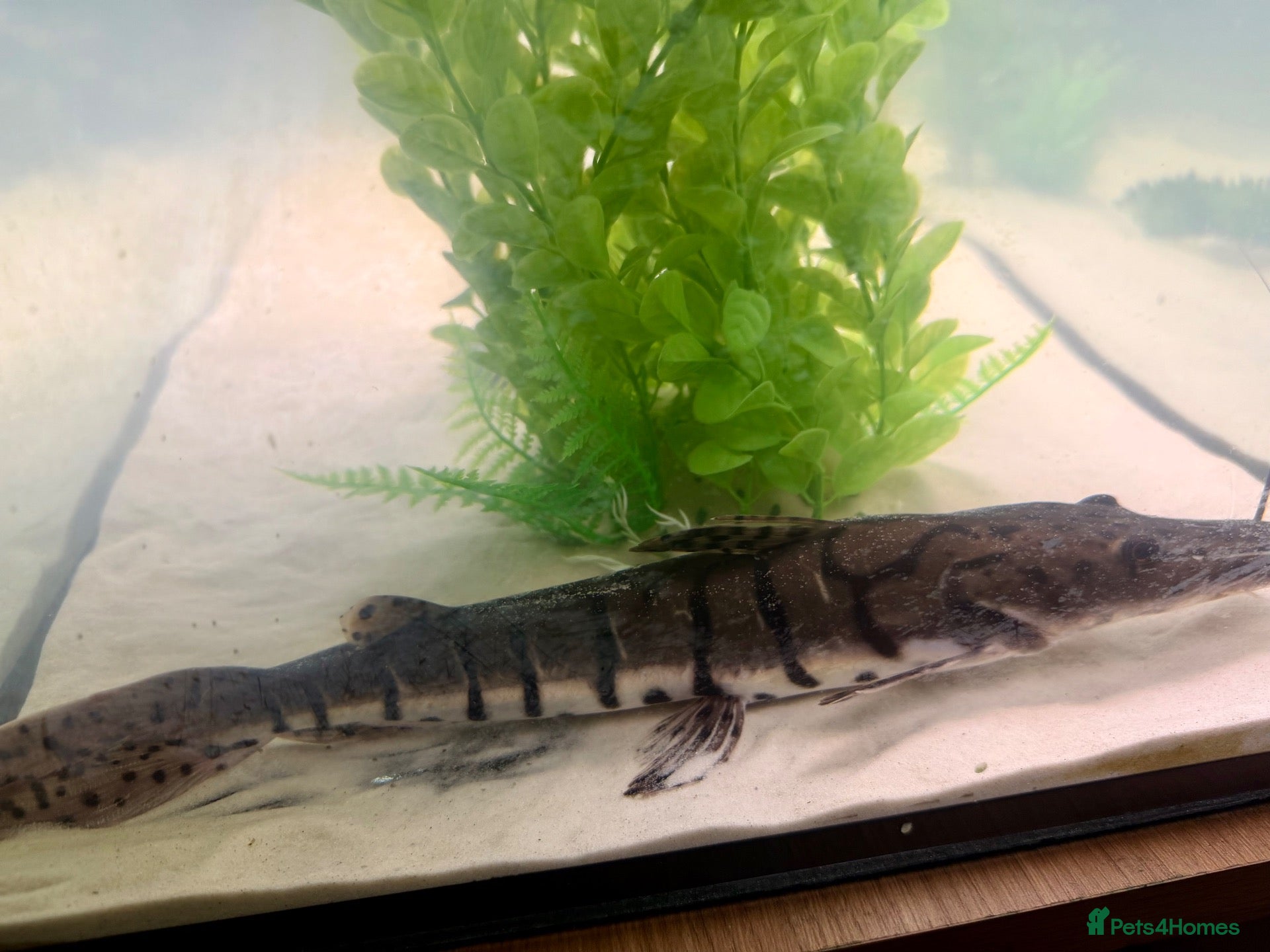 Catfish fish Tiger shovelnose catfish  - Advert 1