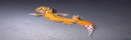 Leopard Gecko reptiles for sale: Tangerine Leopard Geckos  in Rochester - Advert 4