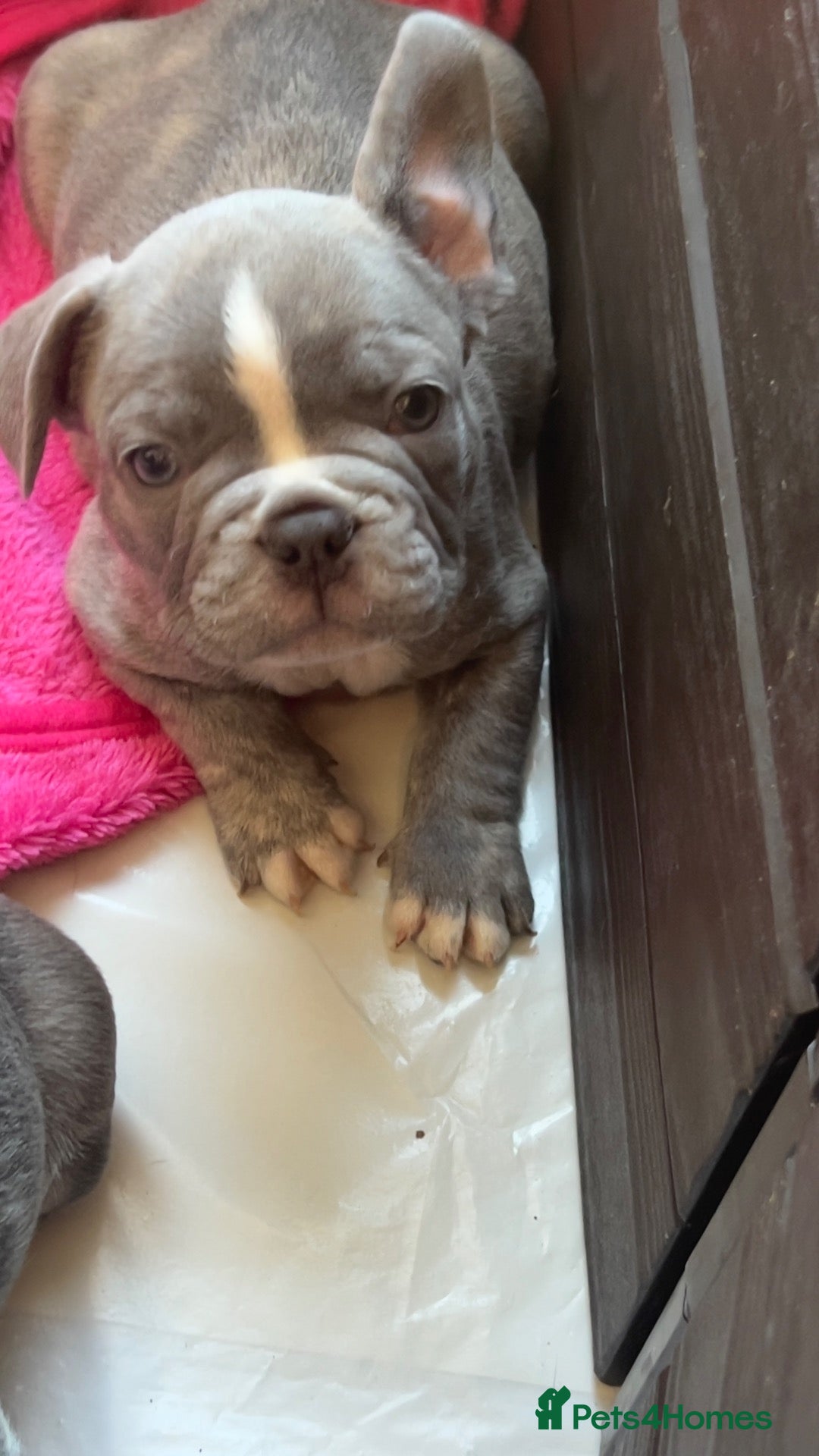 French Bulldog dogs 🐾 FRENCH BULLDOG PUPPY –LOOKING FOR A LOV HOME 🐾 - Advert 16