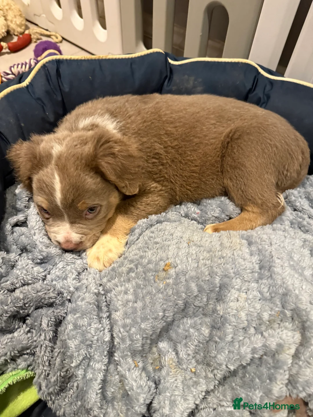 Old Tyme Bulldog dogs for sale: Olde English Fluffy bulldog puppies - Advert 4