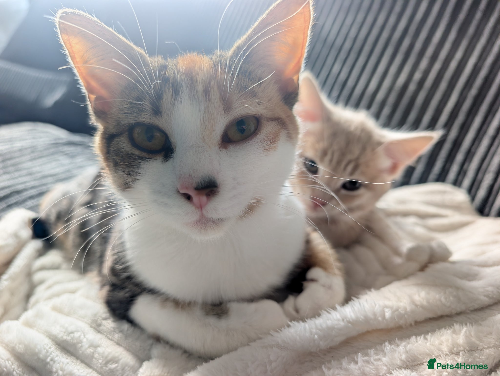 Mixed Breed cats Rare ginger girl - Advert 1