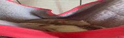 Rat rodents for sale: 2x rats and cage for sale - Advert 8