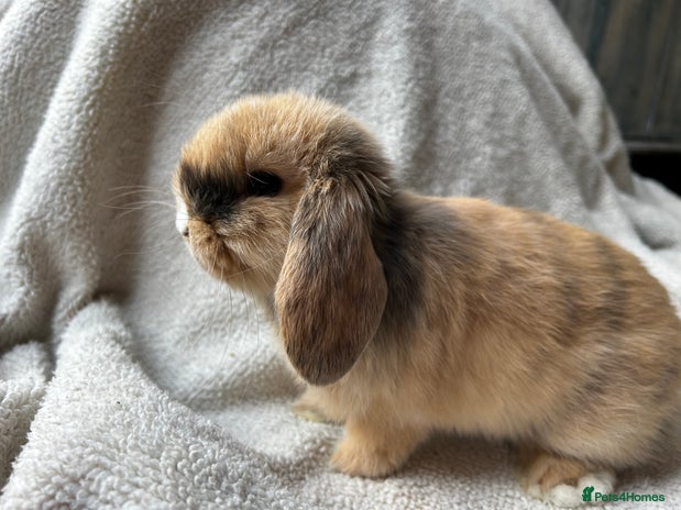 Mini Lop rabbits - Advert 2