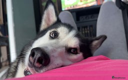 Mixed Breed dogs for sale: Samusky Puppy Female - Image 8