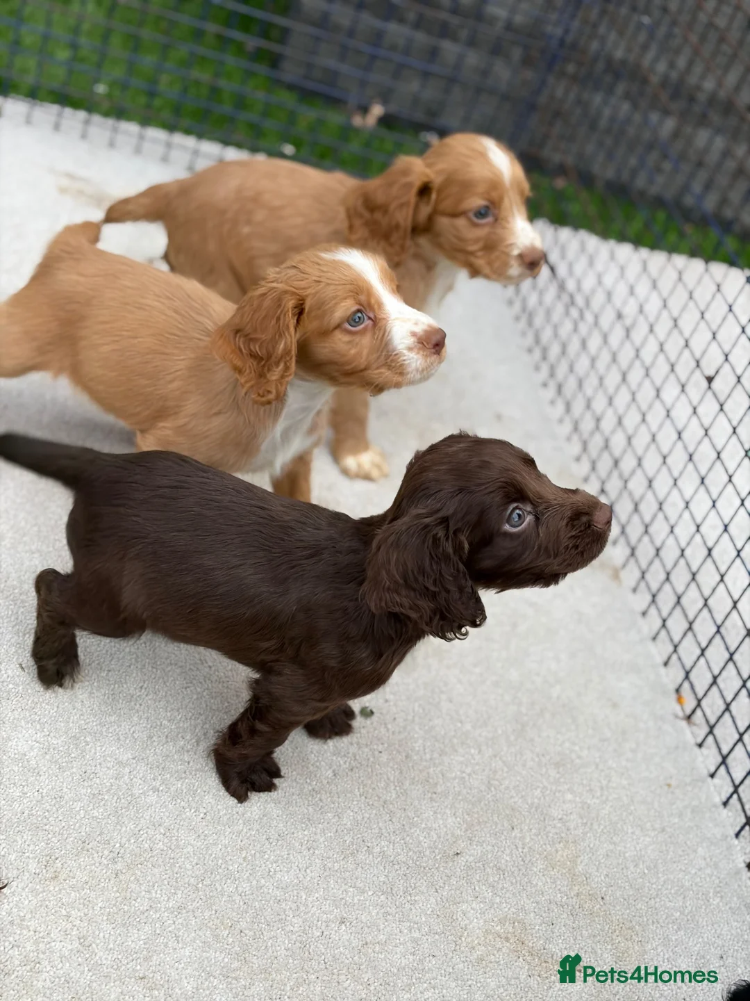Sprocker dogs for sale: Working sprocker spaniels  - Advert 1
