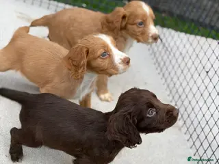 Sprocker dogs Working sprocker spaniels - Advert 6