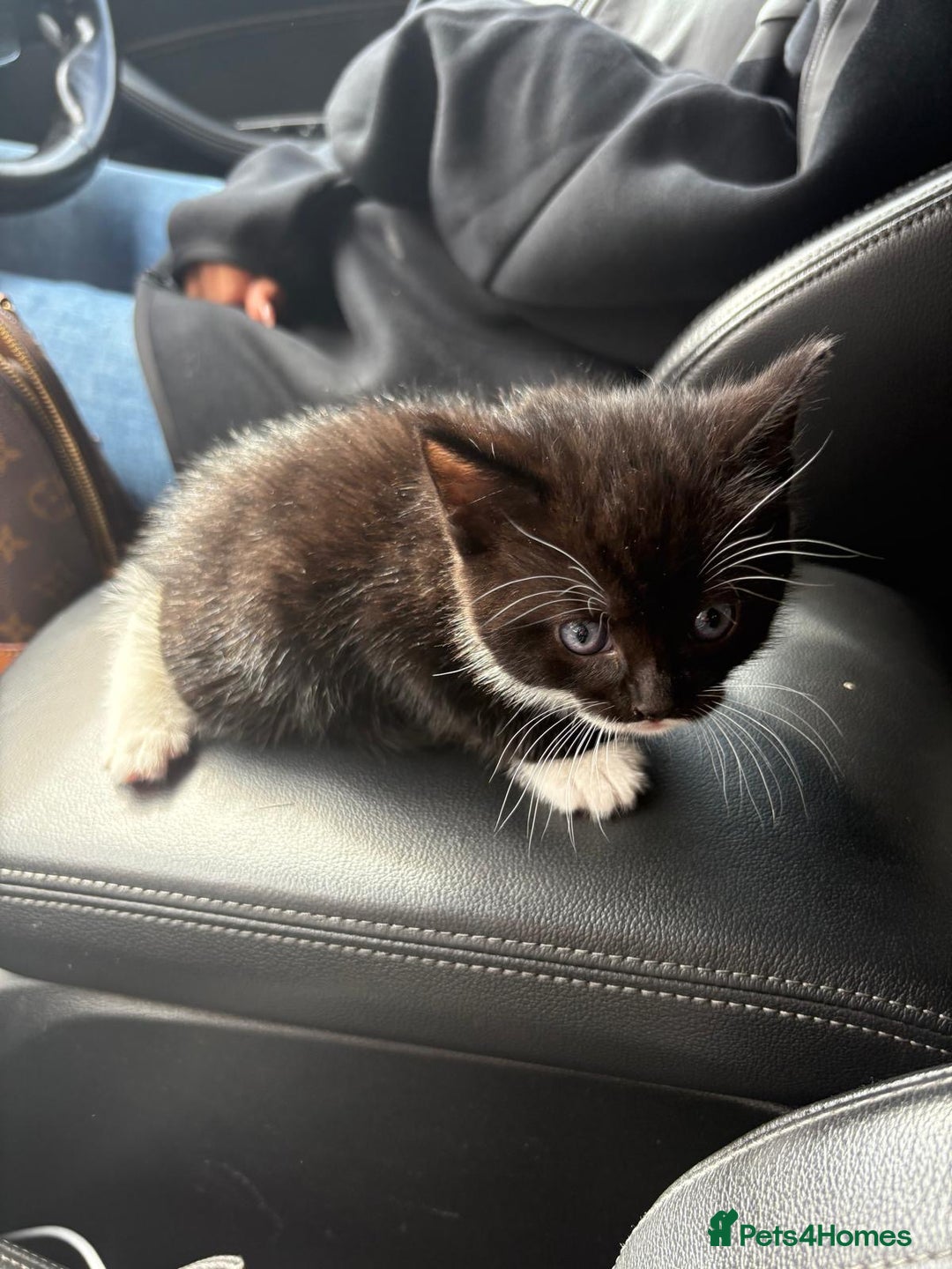 Domestic Shorthair cats for sale: Adorable Kittens for sale for good homes  - Image 7