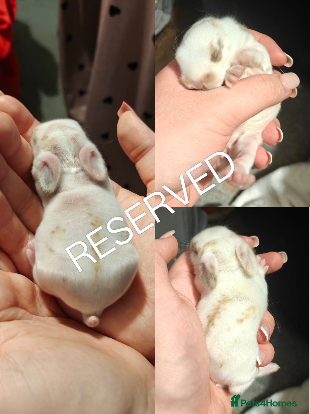 Mini Lion Lop rabbits for sale: Two beautiful healthy Mini Lops x Lion head babies - Advert 4