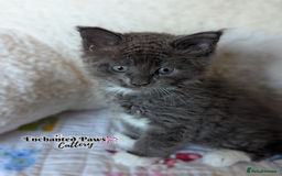 Maine Coon cats for sale: Ready now! 1 boy TICA Registered  - Image 8