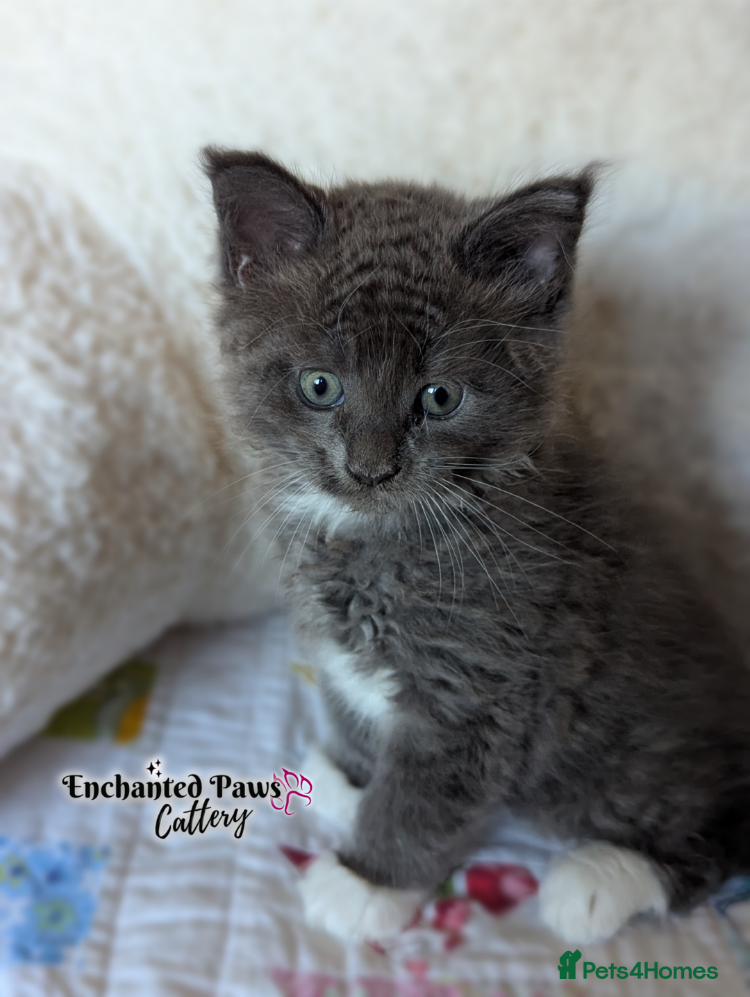 Maine Coon cats for sale: Ready now! 1 boy TICA Registered  - Image 8