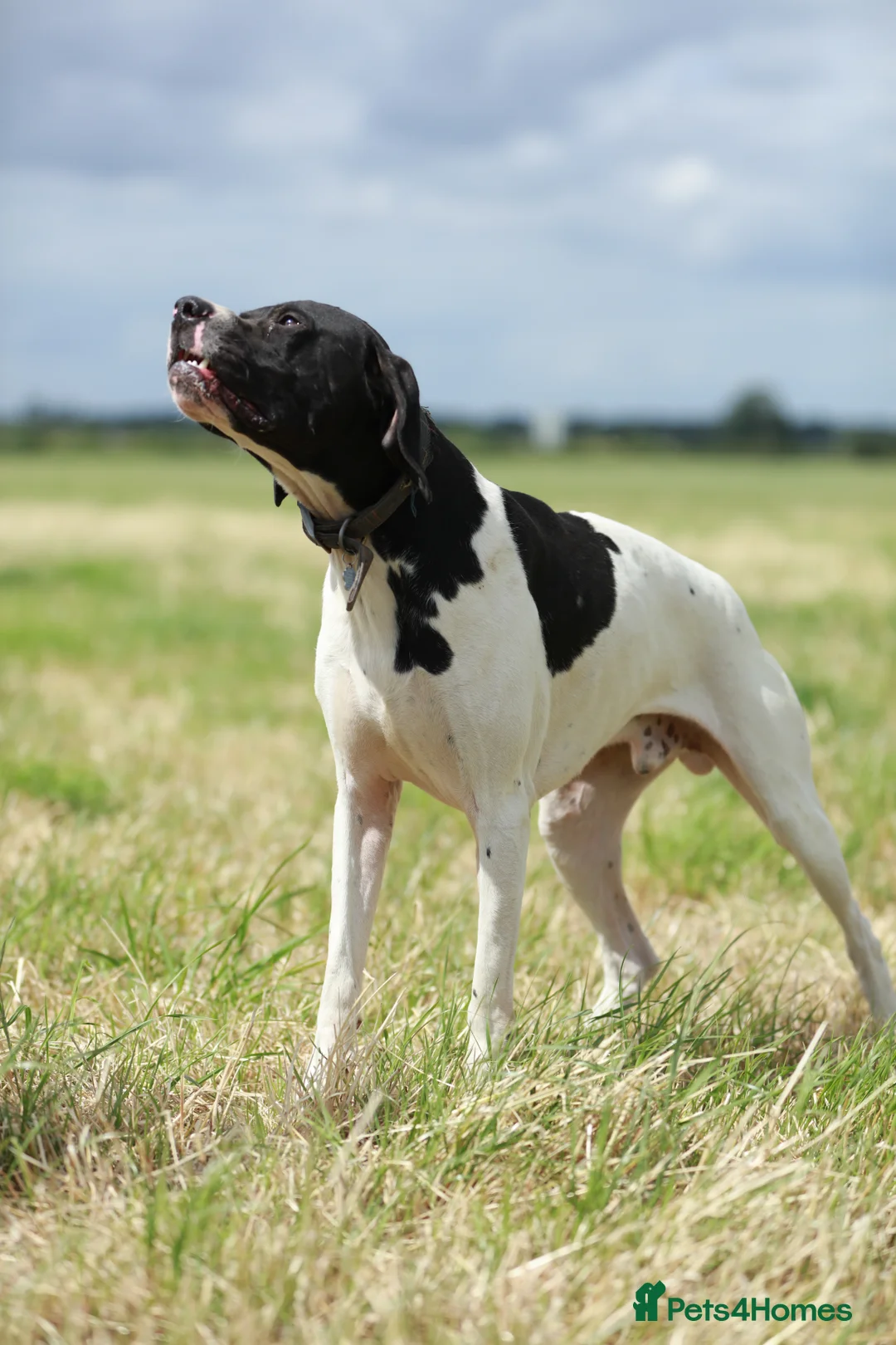 Pointer dogs for stud: Proven Health tested pointer  in Doncaster - Advert 11