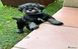 Miniature Schnauzer dogs for sale: Pure bred Miniature Schnauzer Puppies for Sale - Image 2
