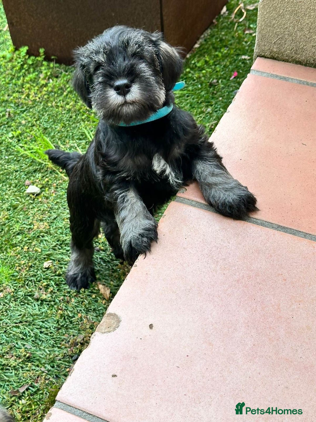 Miniature Schnauzer dogs for sale: Pure bred Miniature Schnauzer Puppies for Sale - Image 2