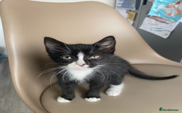 British Shorthair cats for sale: RESERVED - 2 boys needing forever homes  - Image 1