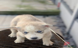 Siberian Husky dogs for sale: 5 Syberrian Husky puppies - Image 8