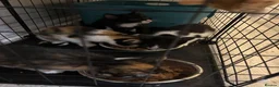Mixed Breed cats for sale: Beautiful kittens in Ingatestone - Advert 8