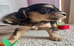 Cockapoo dogs for sale: Stunning show type cockapoo puppies  - Image 16