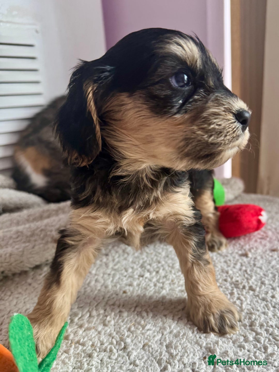 Cockapoo dogs for sale: Stunning show type cockapoo puppies  - Image 16