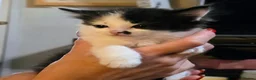 Ragdoll cats for sale: Ragdoll cross in York - Advert 4