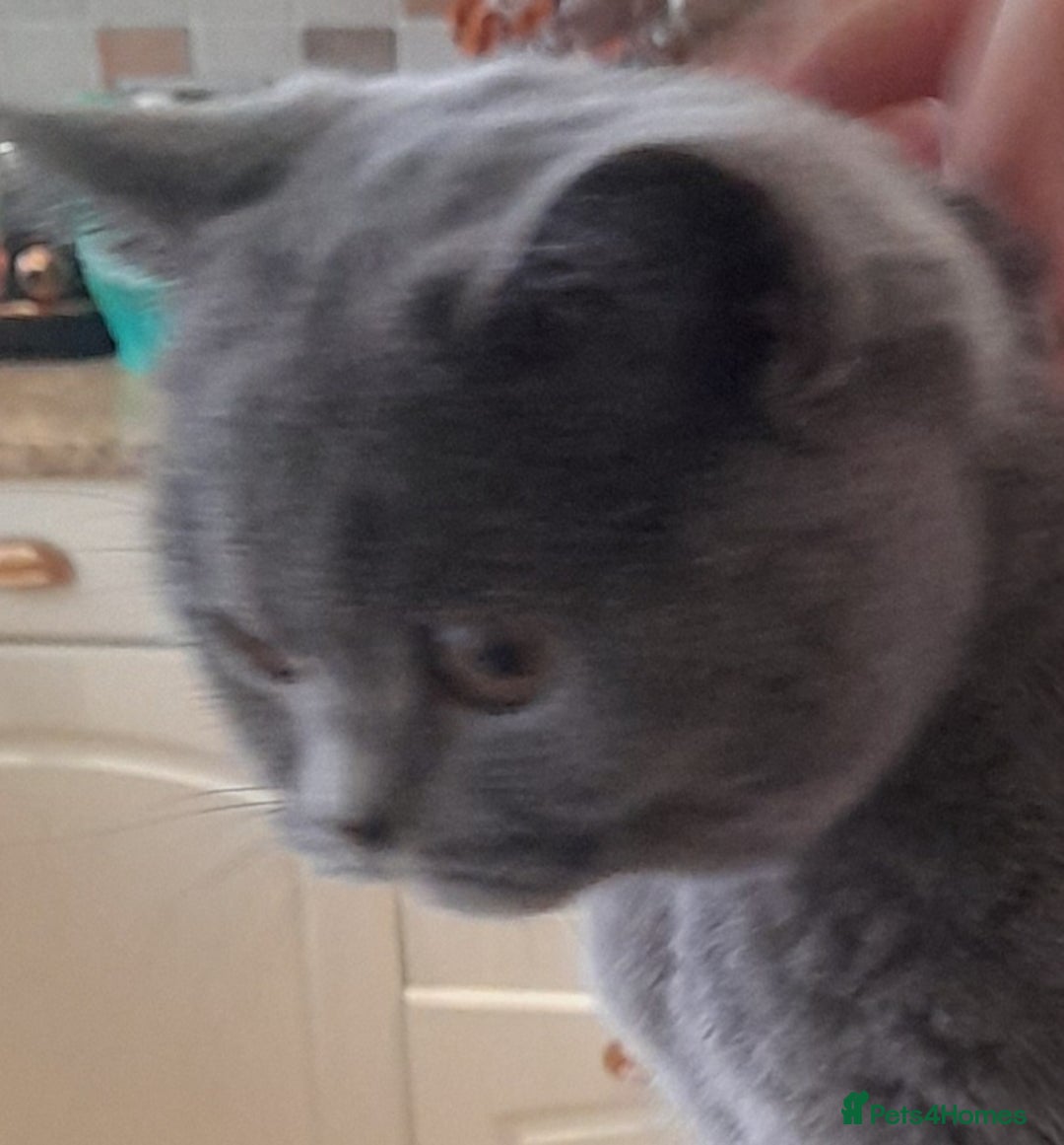 British Shorthair cats for sale: BEAUTIFUL PEDIGREE BRITISH SHORT-HAIRED KITTENS  - Advert 8