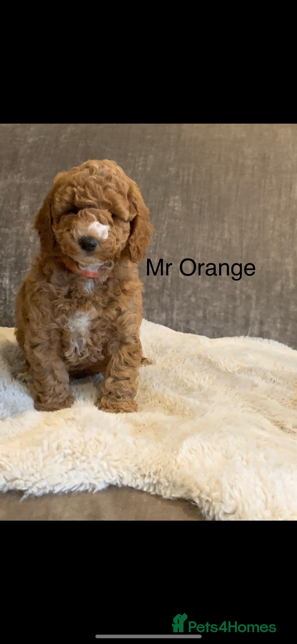 Labradoodle dogs Double Doddle puppies ( Health tested )  - Advert 14