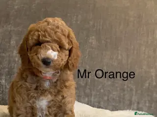 Labradoodle dogs Double Doddle puppies ( Health tested ) - Advert 1