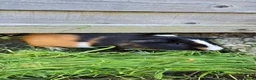 Guinea Pig rodents for sale: A LOVELY MALE AMERICAN GUINEA PIG 5 MONTHS - Advert 3